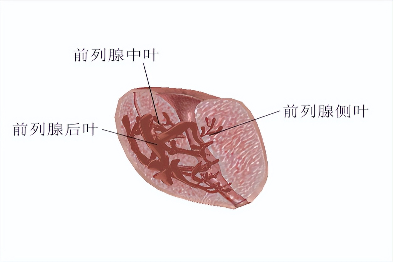 前列腺的位置 前列腺高怎么找位置