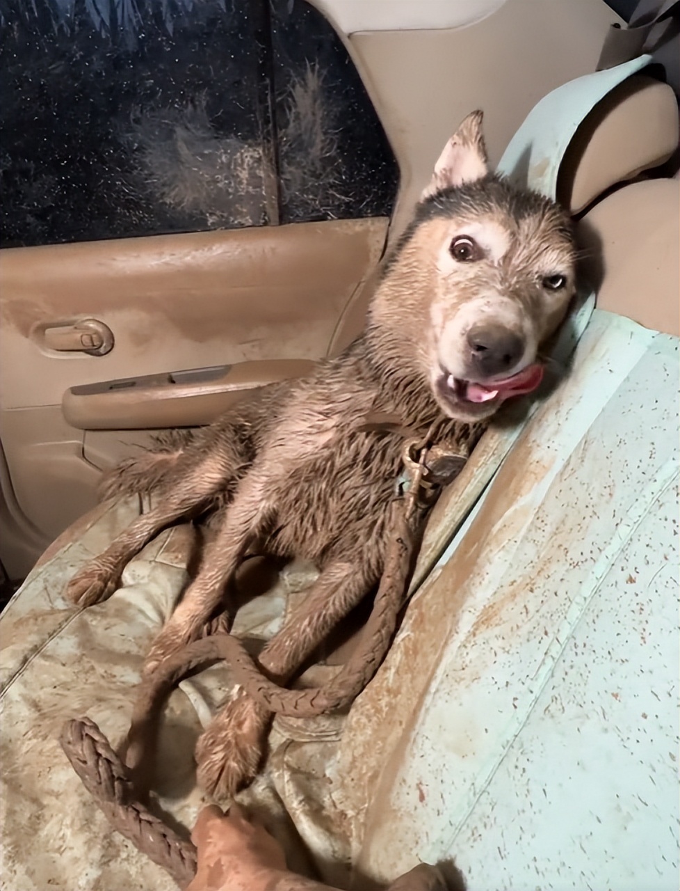 蝴蝶犬多少钱一只 蝴蝶犬一般多少钱一只