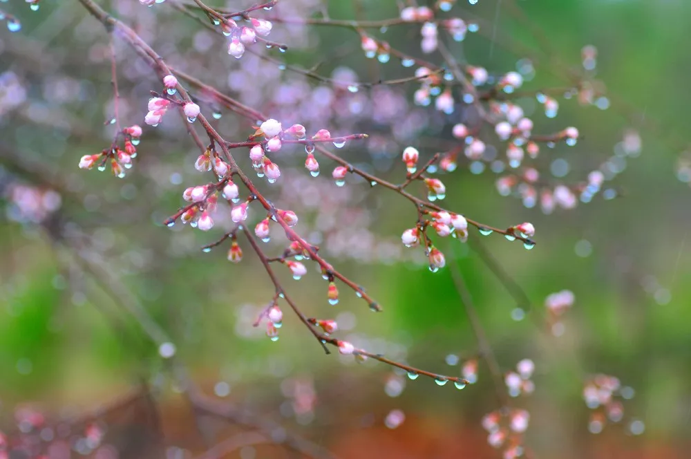 好雨知时节当春乃发生 草长莺飞二月天全诗