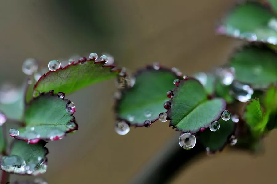 好雨知时节当春乃发生 草长莺飞二月天全诗