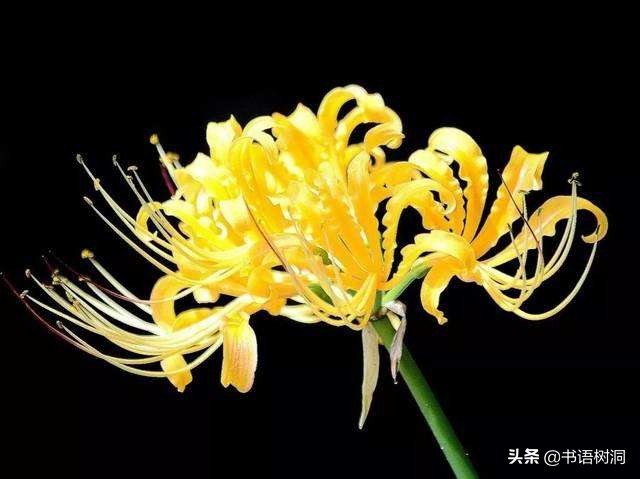 彼岸花的花语是什么 彼岸花中国花语