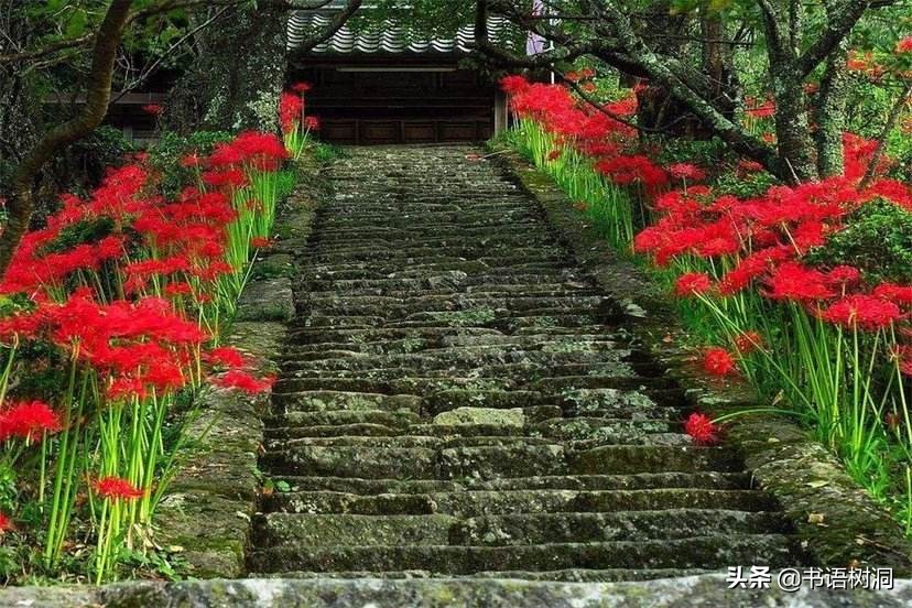 彼岸花的花语是什么 彼岸花中国花语