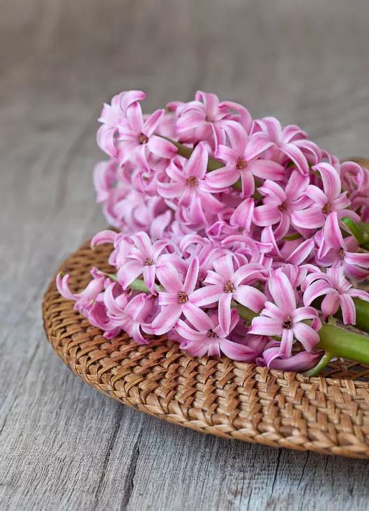 风信子的花语 紫色风信子的花语