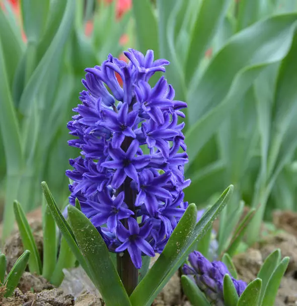 风信子的花语 紫色风信子的花语