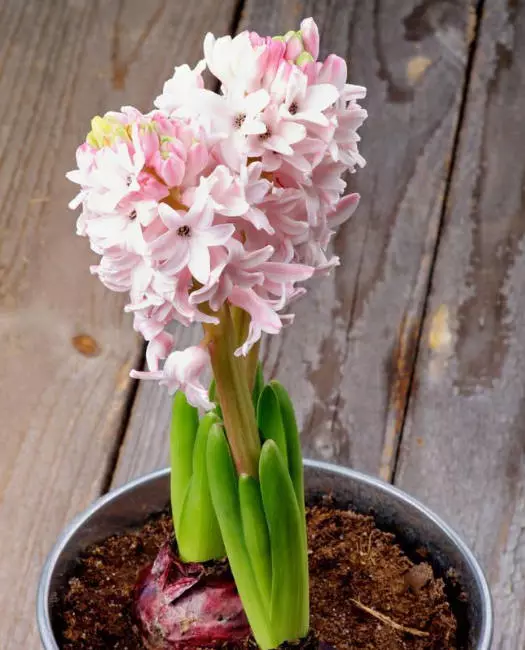 风信子的花语 紫色风信子的花语