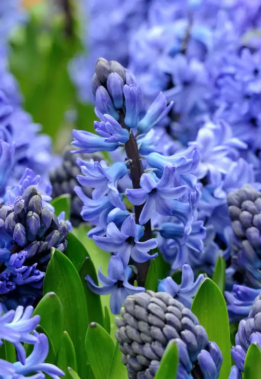 风信子的花语 紫色风信子的花语