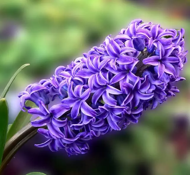 风信子的花语 紫色风信子的花语