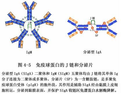 乙肝抗体阳性 正常人是怎么感染上乙肝的