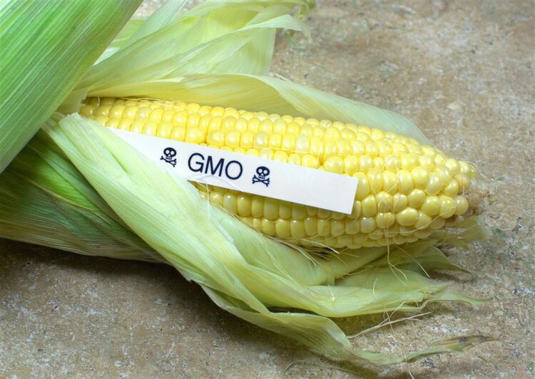 转基因食品有哪些 转基因食品有害吗