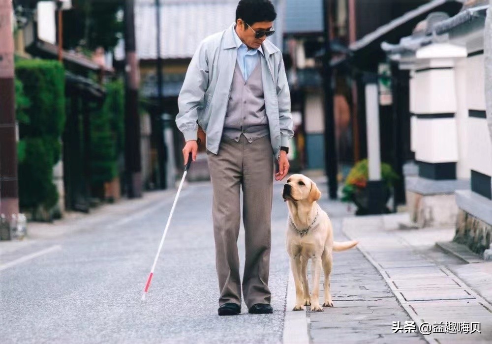 关于狗的电影 日本犬感人电影