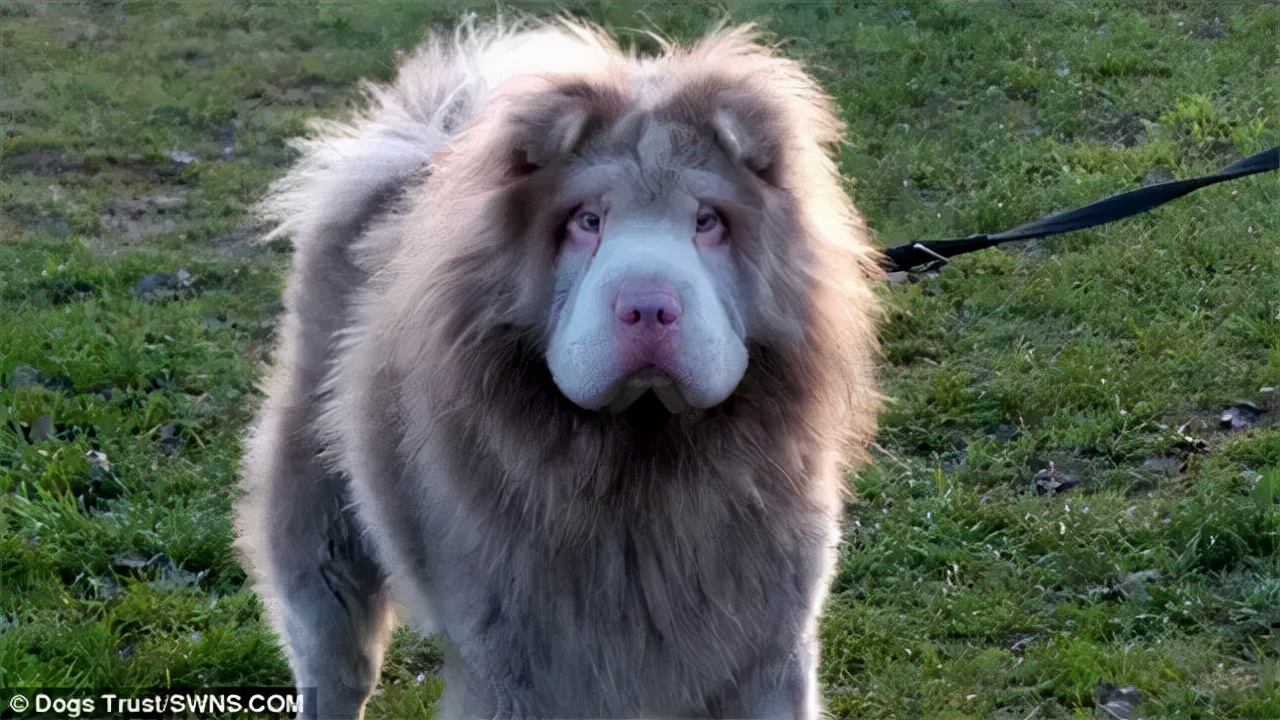 沙皮狗多少钱一只 茶杯犬多少钱一只