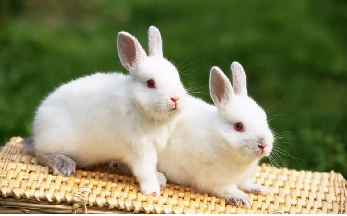 宠物兔子怎么养 宠物兔喂养的正确方法
