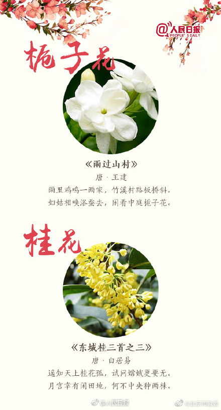 关于桃花最出名的诗句 桃花最经典诗句