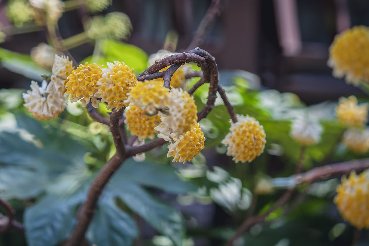 代表爱情的花 代表爱的花