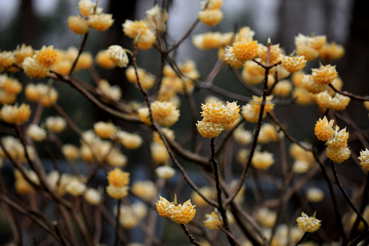 代表爱情的花 代表爱的花