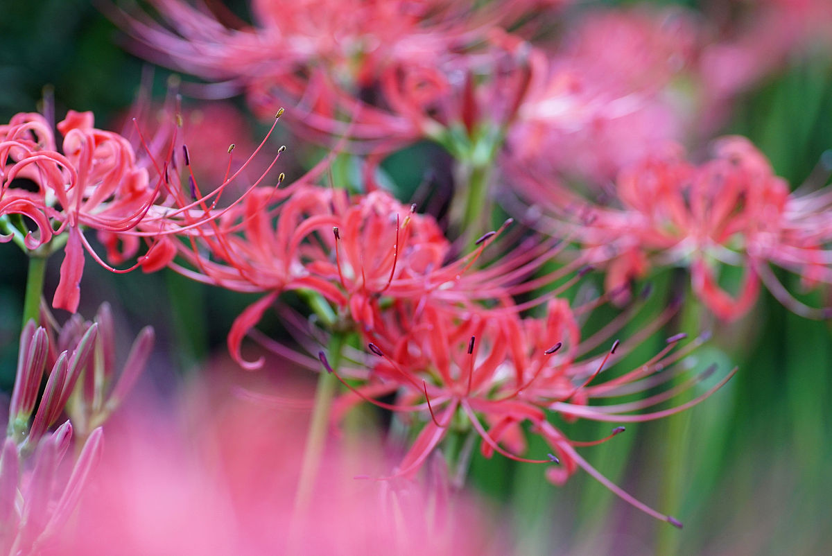 代表爱情的花 代表爱的花