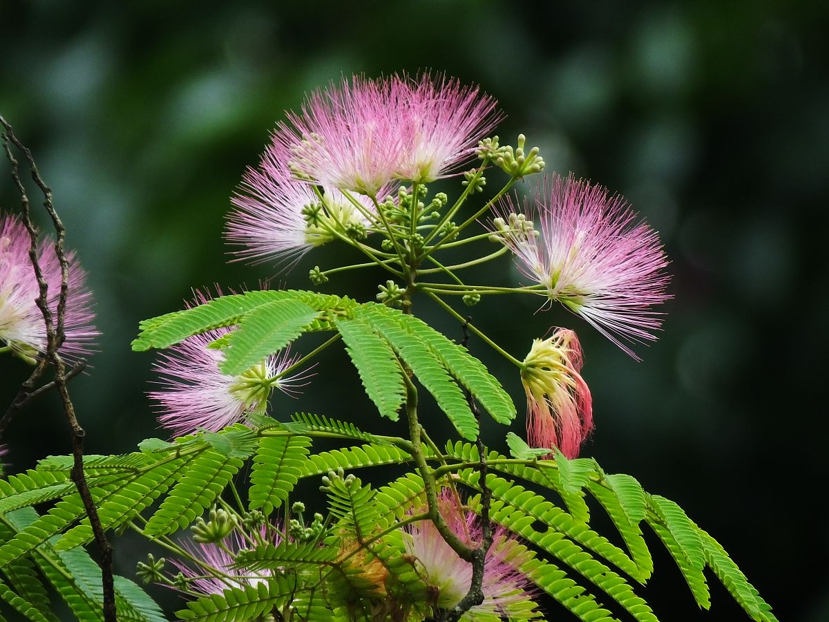 代表爱情的花 代表爱的花