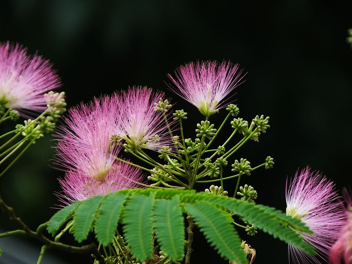 代表爱情的花 代表爱的花