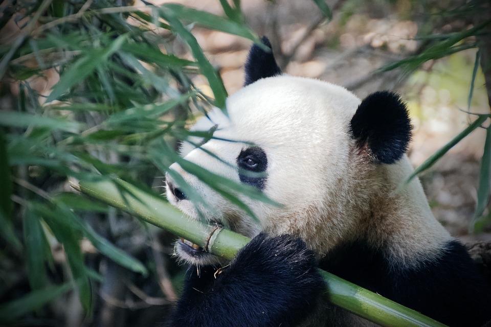 中国有多少大熊猫 熊猫的全部特点