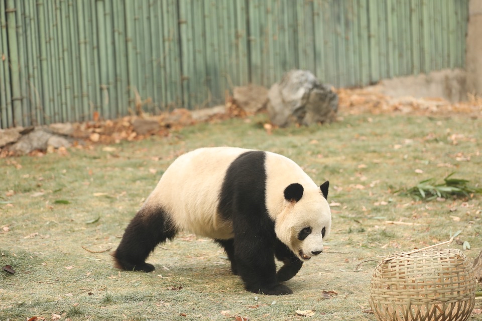 中国有多少大熊猫 熊猫的全部特点