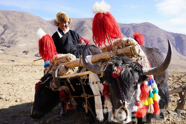 藏族的传统节日 藏族的风俗传统节日