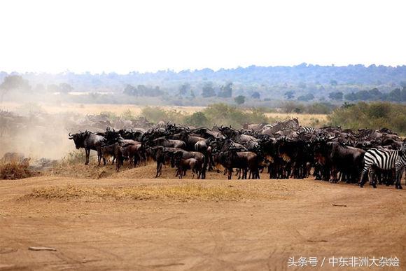 非洲动物大迁徙 非洲动物大迁徙时间