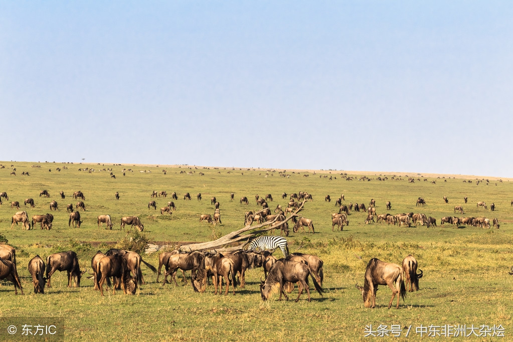 非洲动物大迁徙 非洲动物大迁徙时间