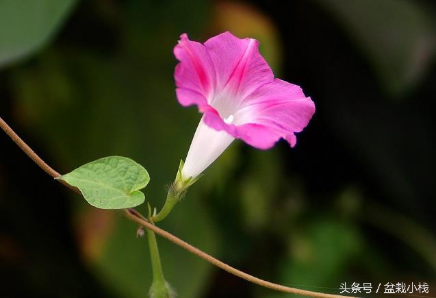 牵牛花有毒吗 牵牛花干什么作用