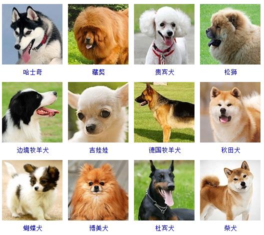狗的品种图片 狗的品种大全