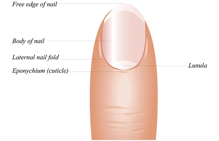 指甲上的月牙代表什么 手指甲上的月牙图解
