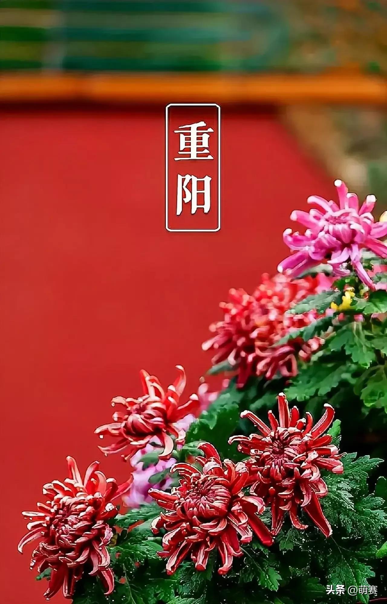 待到重阳日还来就菊花 重阳后菊花阅读答案