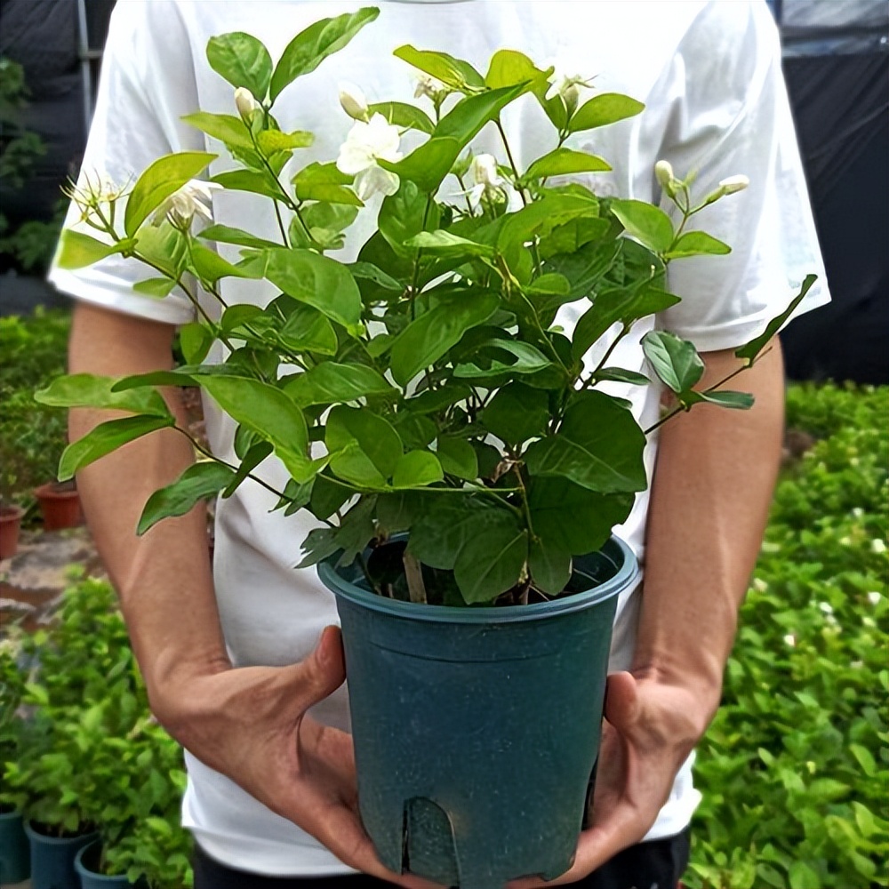 茉莉花的养殖方法 茉莉养殖方法需要注意