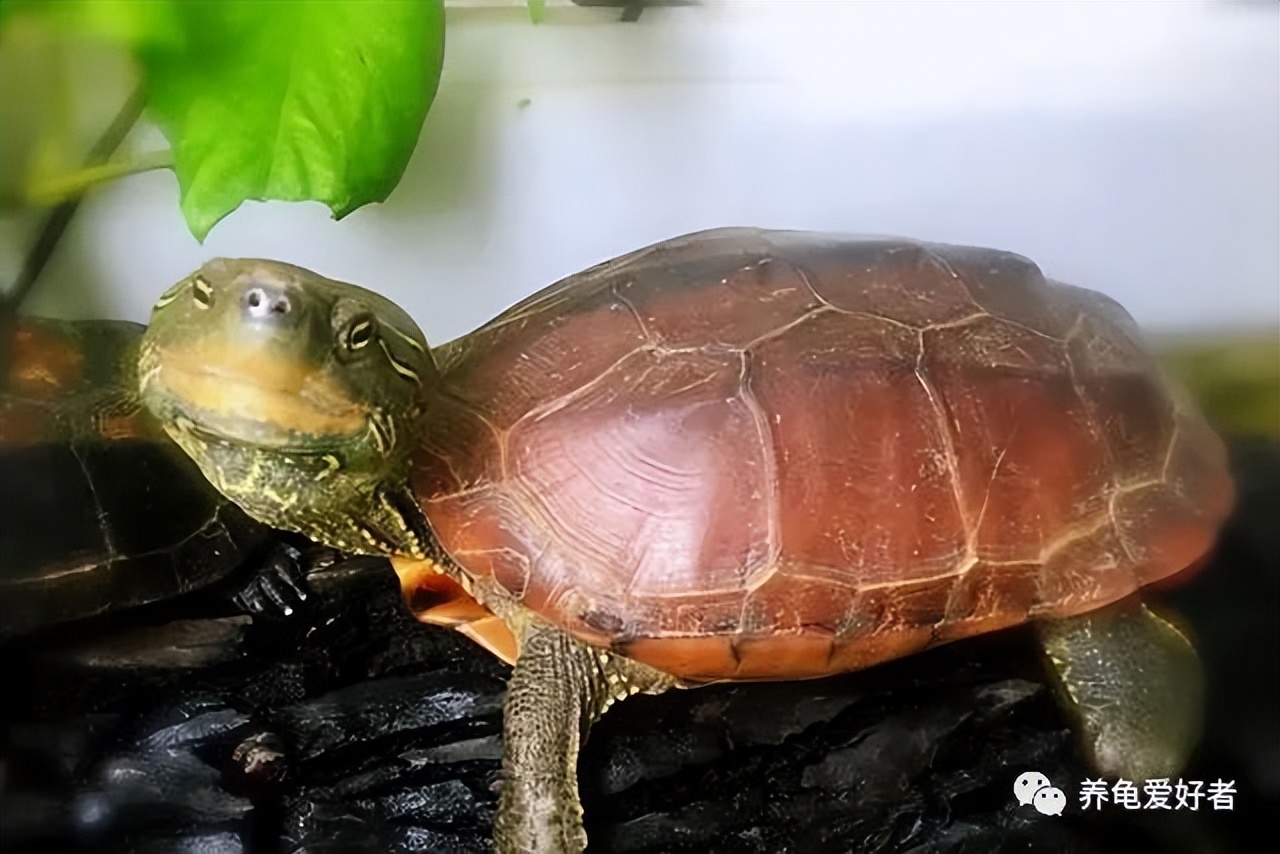 乌龟什么时候冬眠 乌龟干了泡水还活吗