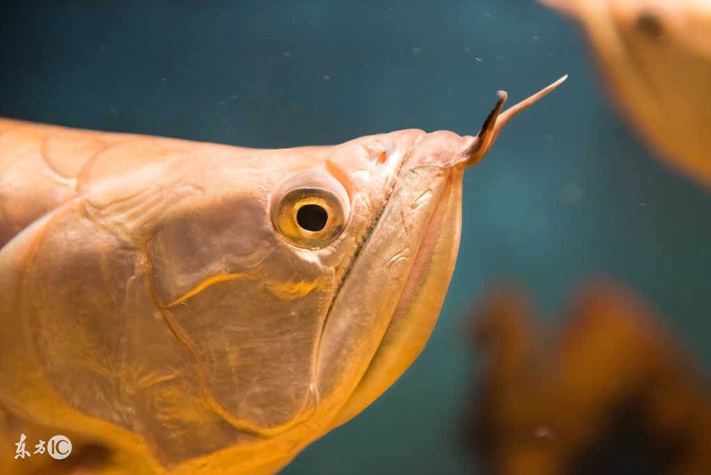 银龙鱼怎么养 银龙鱼最怕什么