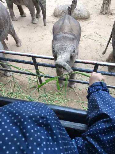 香江野生动物园 大石香江野生动物园