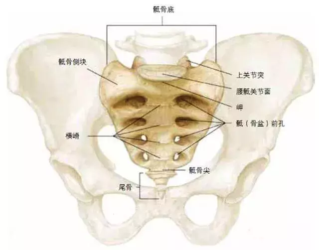 尾骨疼是怎么回事 尾骨疼的正确睡姿