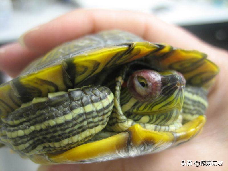 乌龟白眼病怎么治 乌龟白眼病能活多久