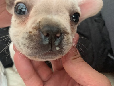 犬瘟热怎么治疗 犬瘟热症状全过程