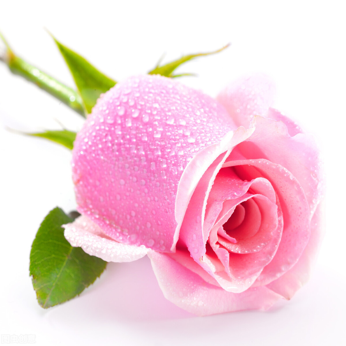 粉色玫瑰的花语 粉色佳人玫瑰花语