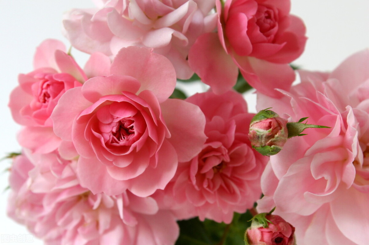 粉色玫瑰的花语 粉色佳人玫瑰花语