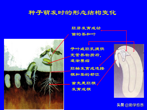 种子怎么用 种子文件怎么用