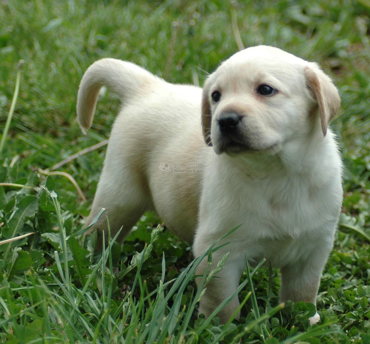 拉布拉多寻回犬 拉布拉多寻回犬图片