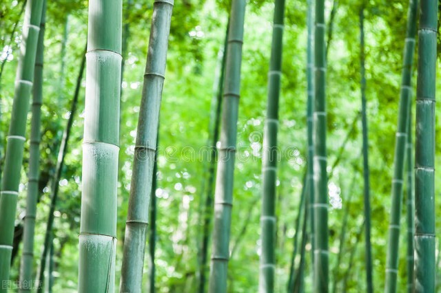 竹子的象征意义 竹子的寓意和美称