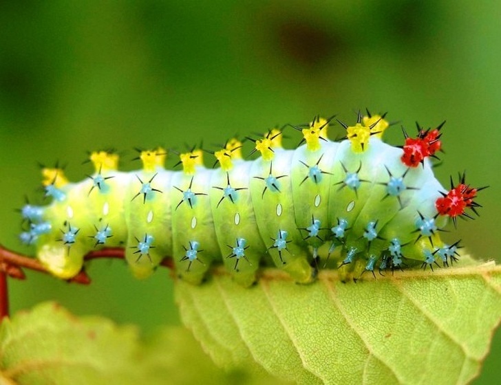 昆虫的种类 昆虫大全及名称