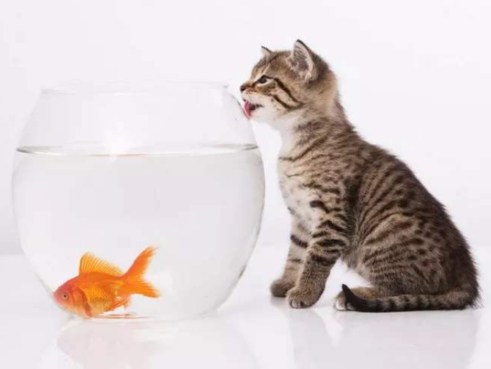 猫为什么喜欢吃鱼 猫不吃鱼正常吗