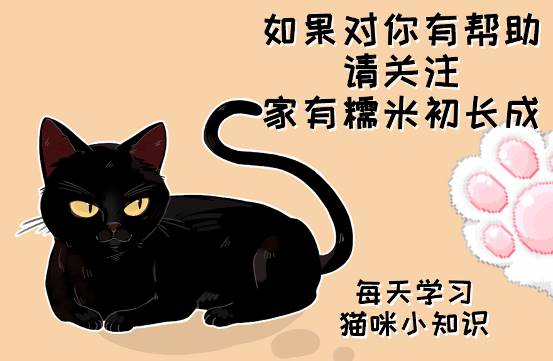 猫为什么喜欢吃鱼 猫不吃鱼正常吗