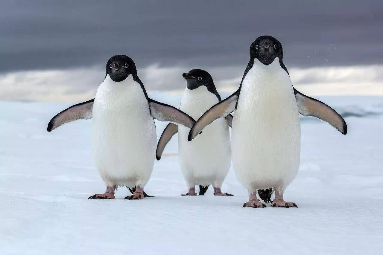 企鹅是哺乳动物吗 寒号鸟是种什么动物