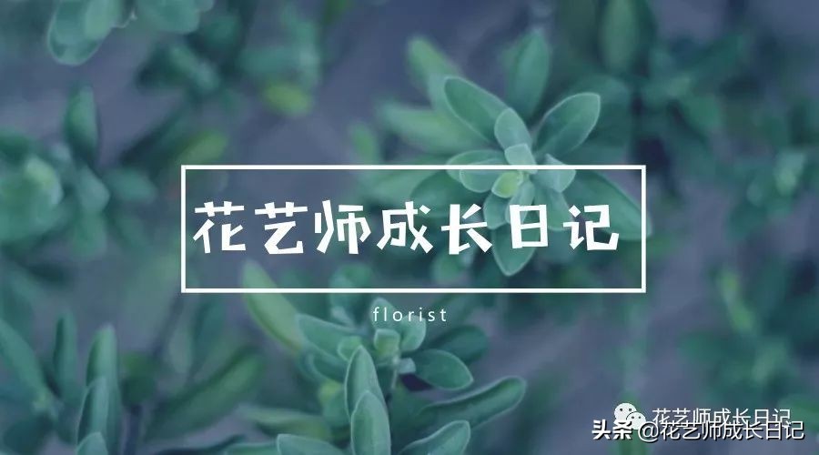 郁金香的花语是什么 郁金香黄色花语