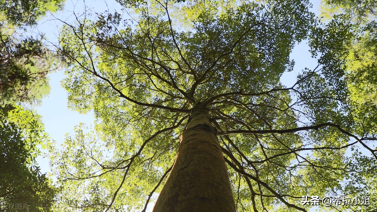 重庆周边旅游 重庆网红打卡景点