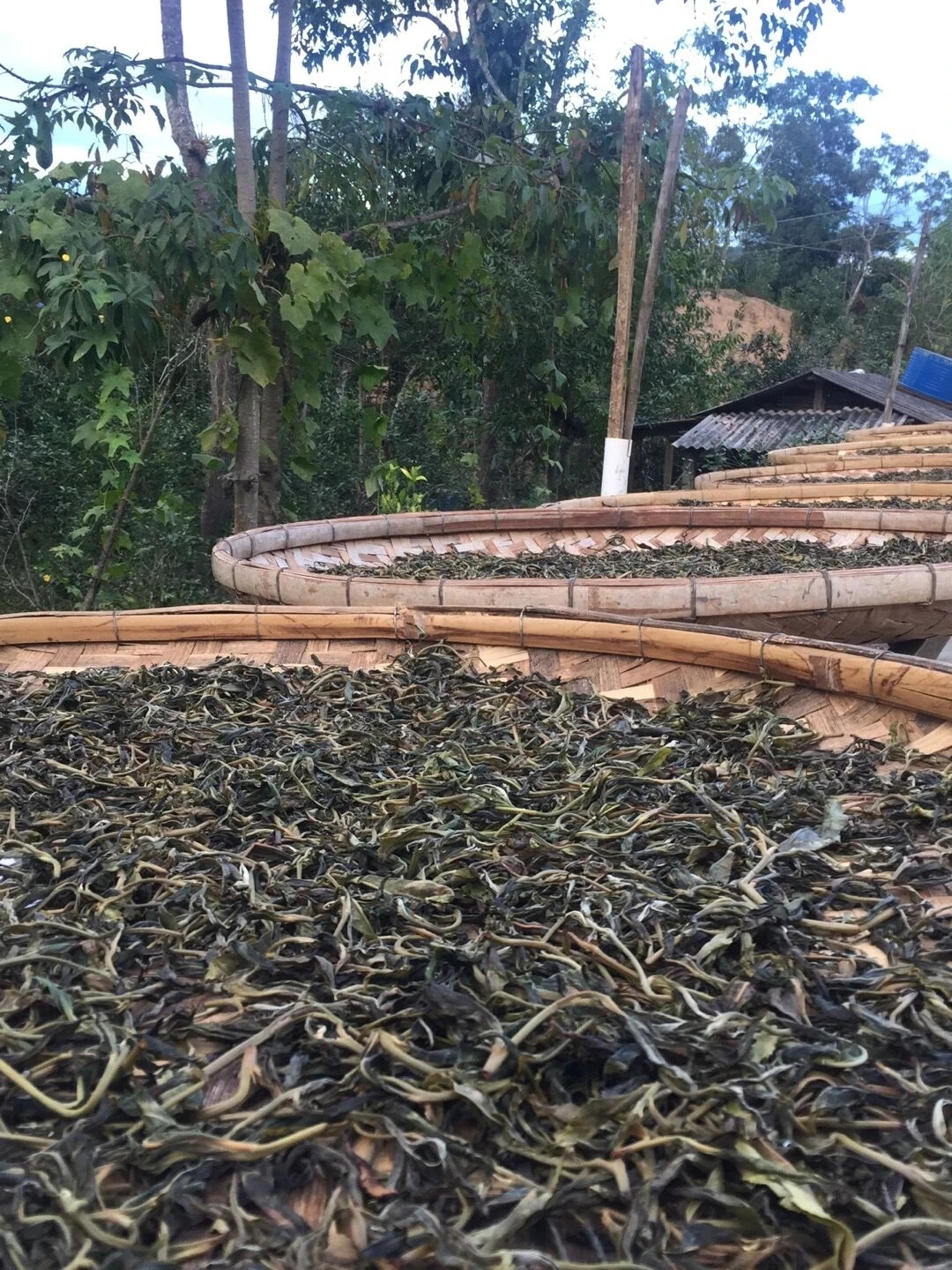 普洱茶的产地 普洱茶饼多少钱一饼